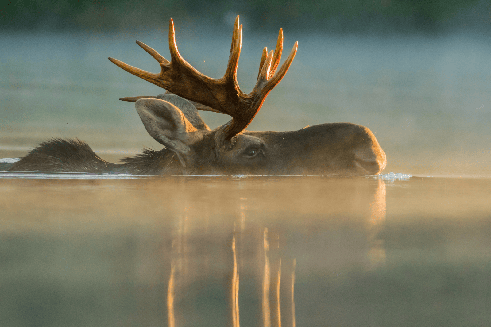 Moose swimming