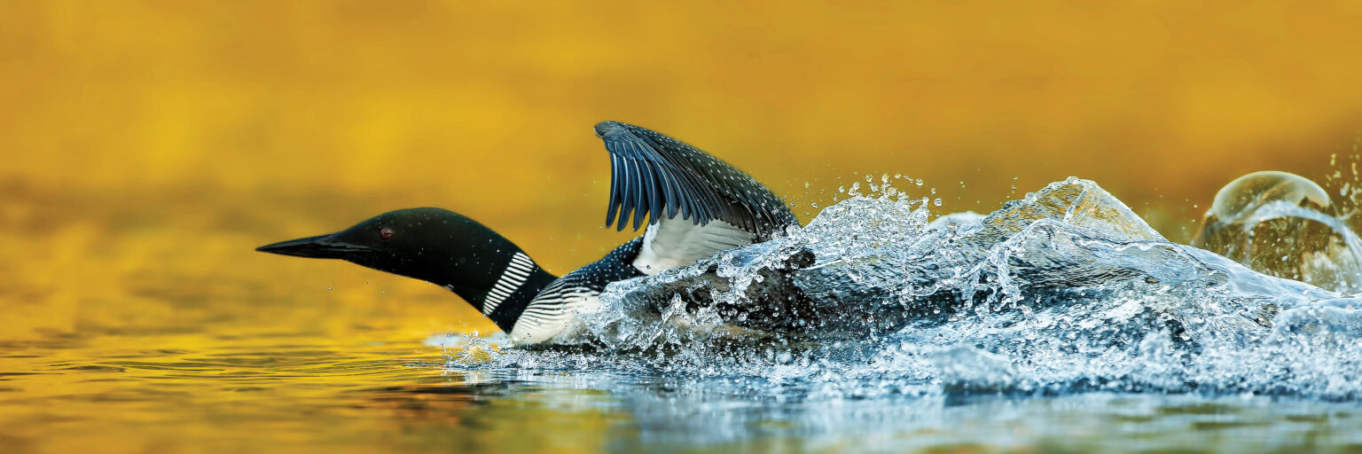 Common loon taking off in flight