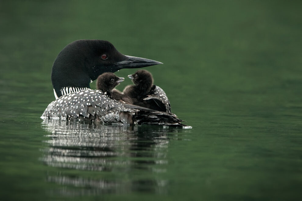 Common loon with juvenile common loons on back