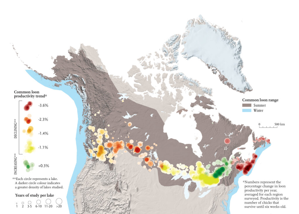 Map of Common Loon productivity in North America