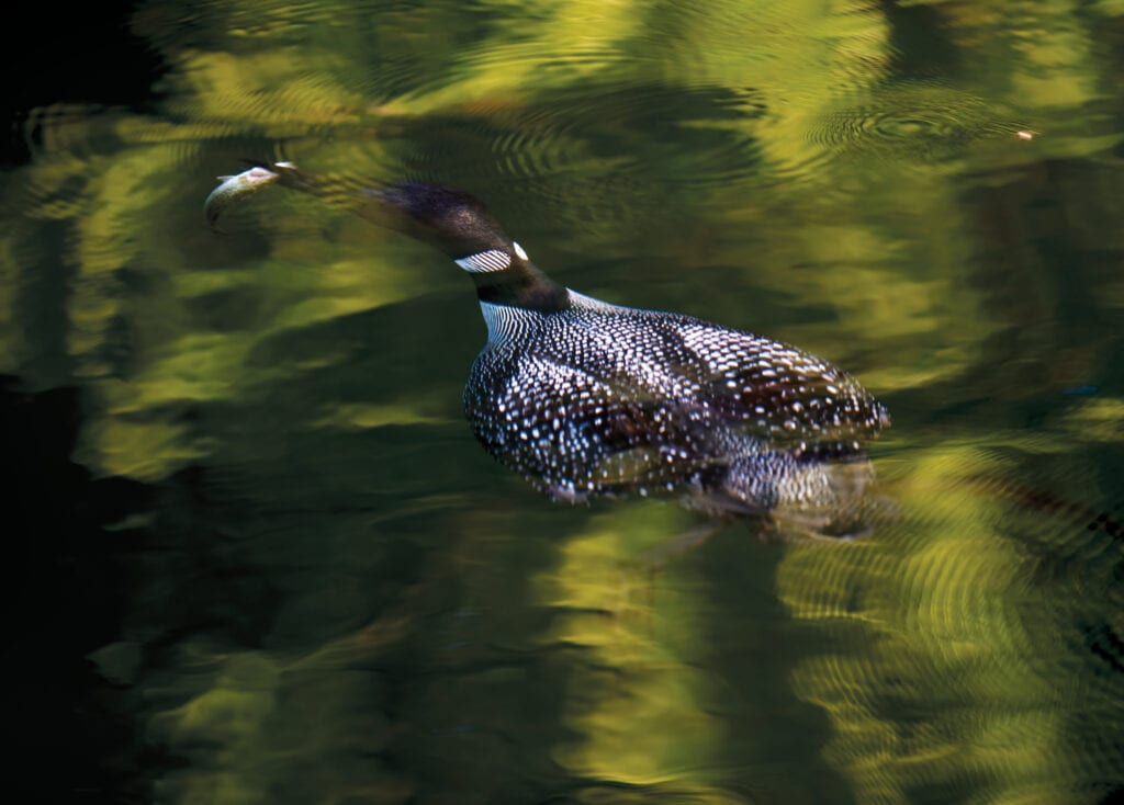 Common Loon diving