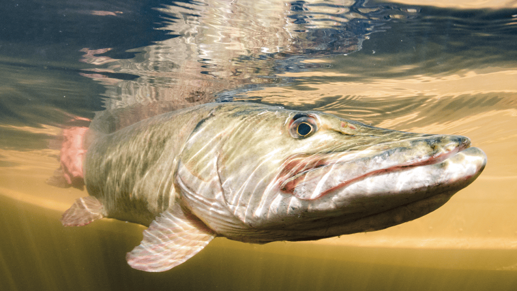 Image of Muskellunge in the Ottawa River