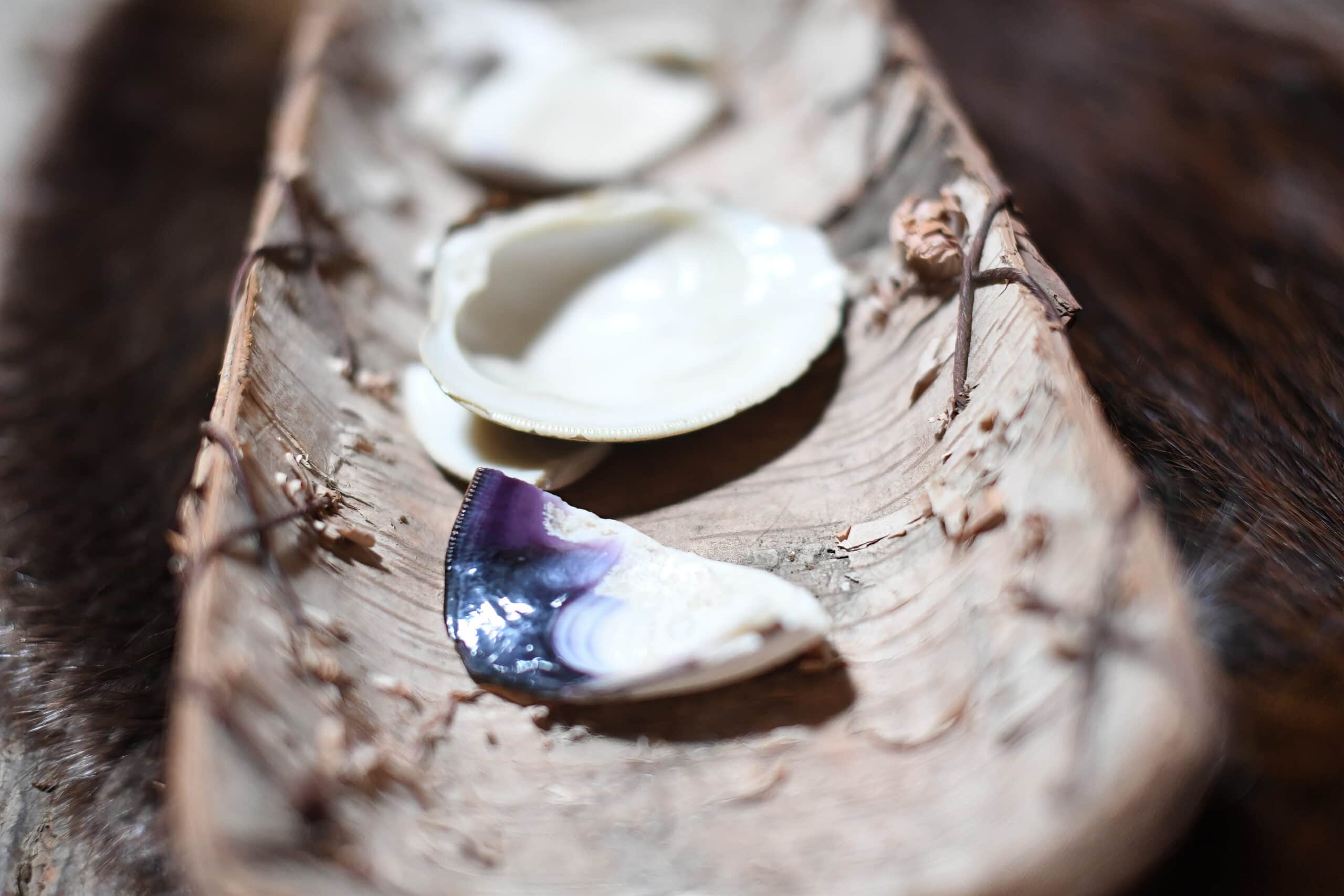 Pieces of purple and white shell sit in a half-cylindrical tray made of birch bark.