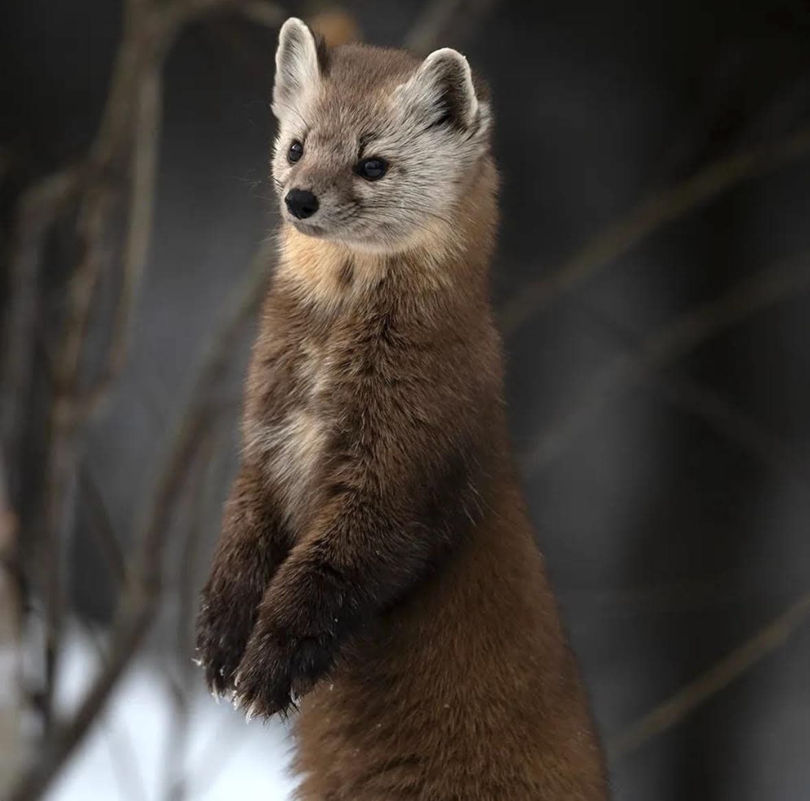 An American marten stands upright, popping out from the snow.