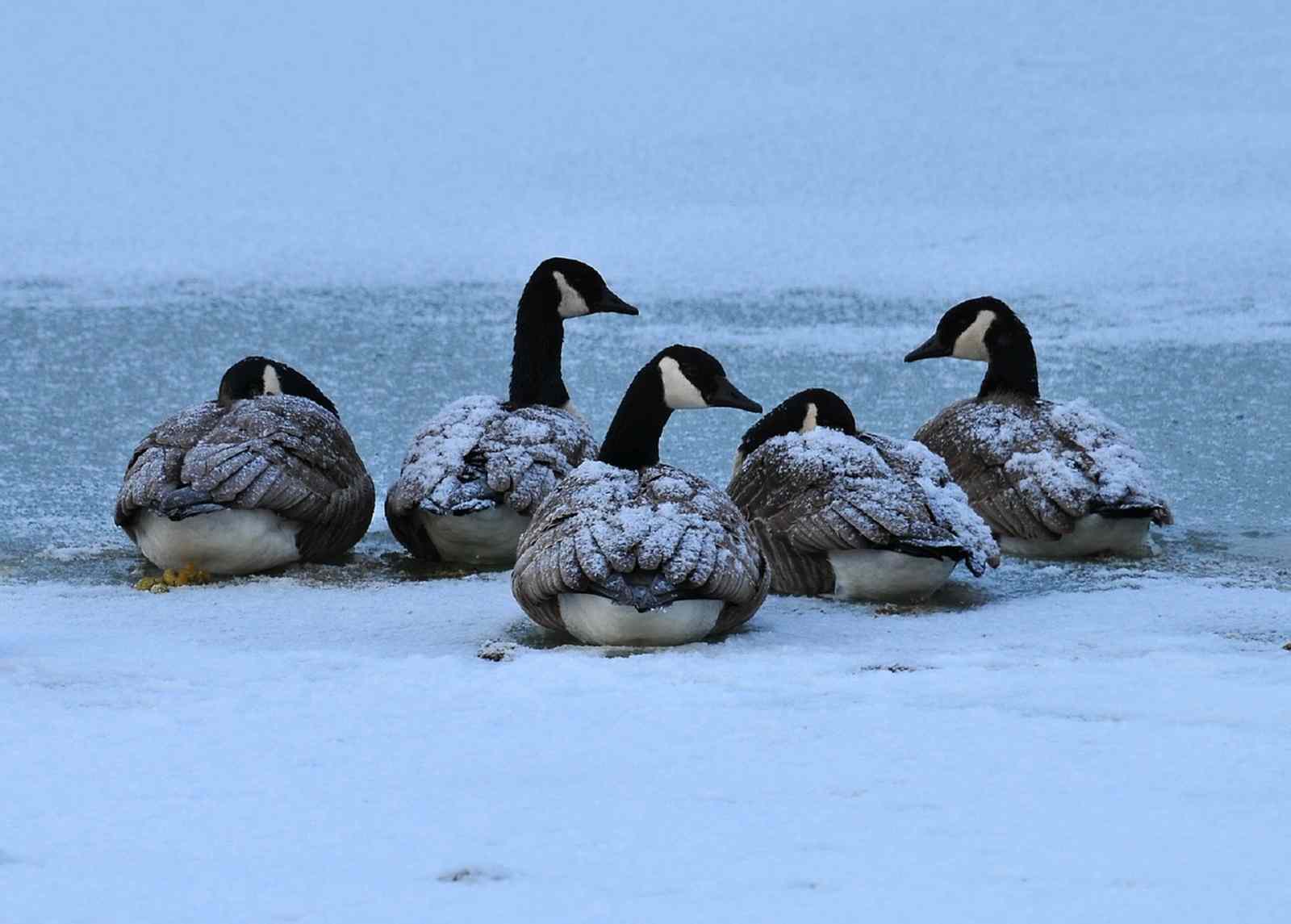 Snow-covered Canada geese huddle together in a snow storm
