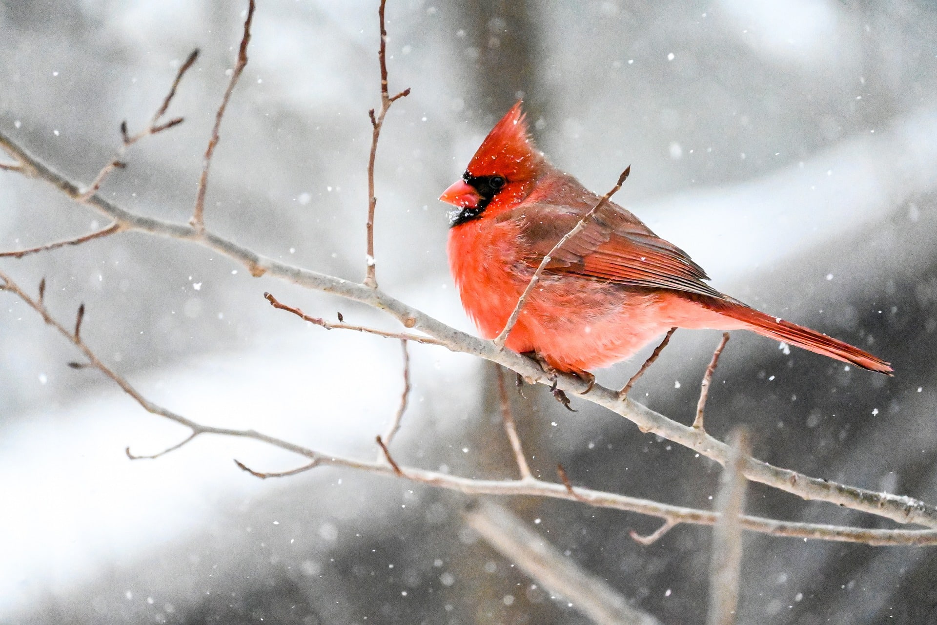 A male cardinal perches on a branch while it snows.