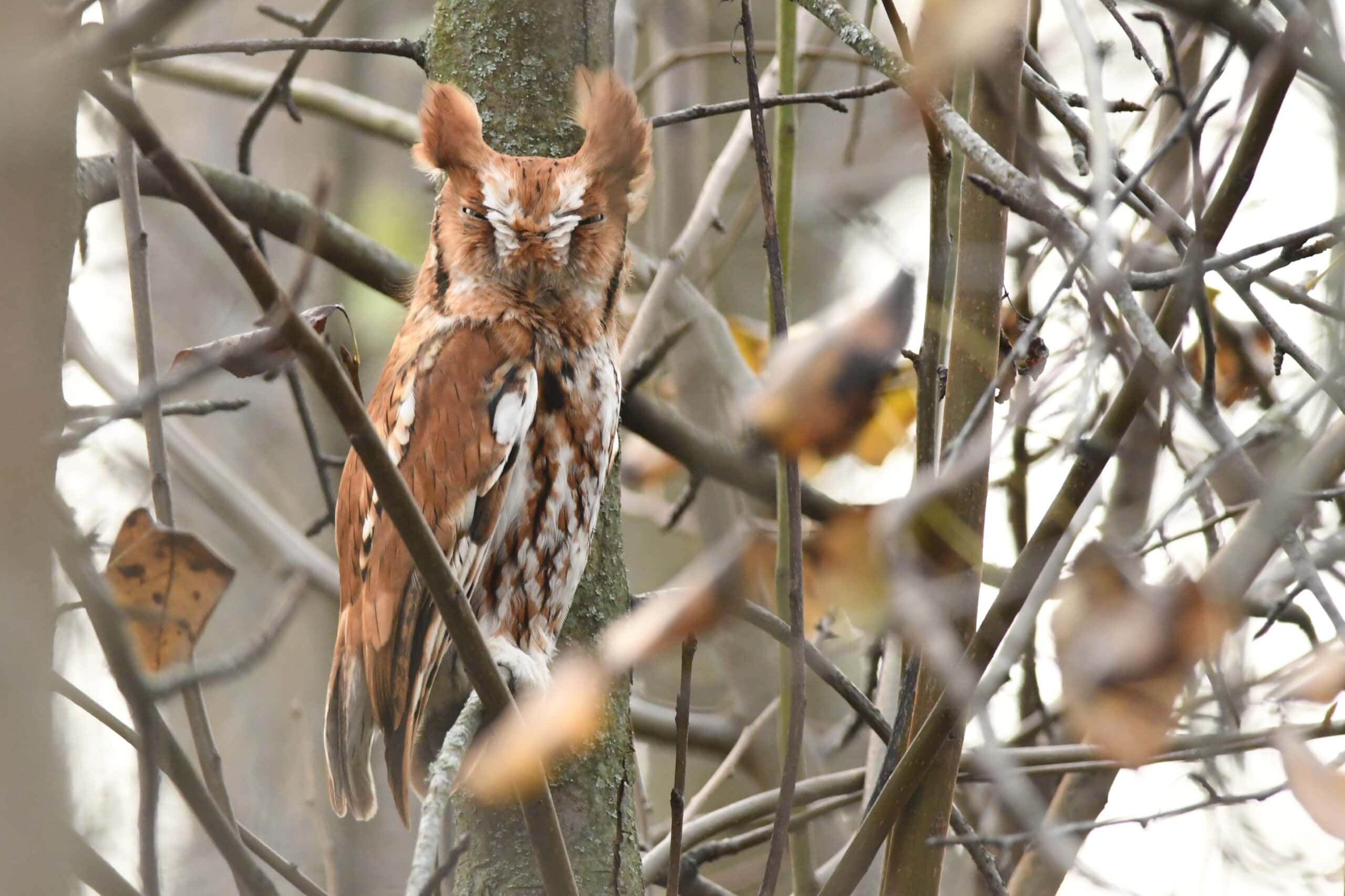 A red morph eastern screech-owl perches in a leafless winter tree.