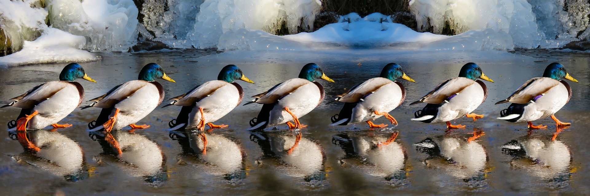 A row of 7 mallard ducks walk through icy water in front of snow and ice.