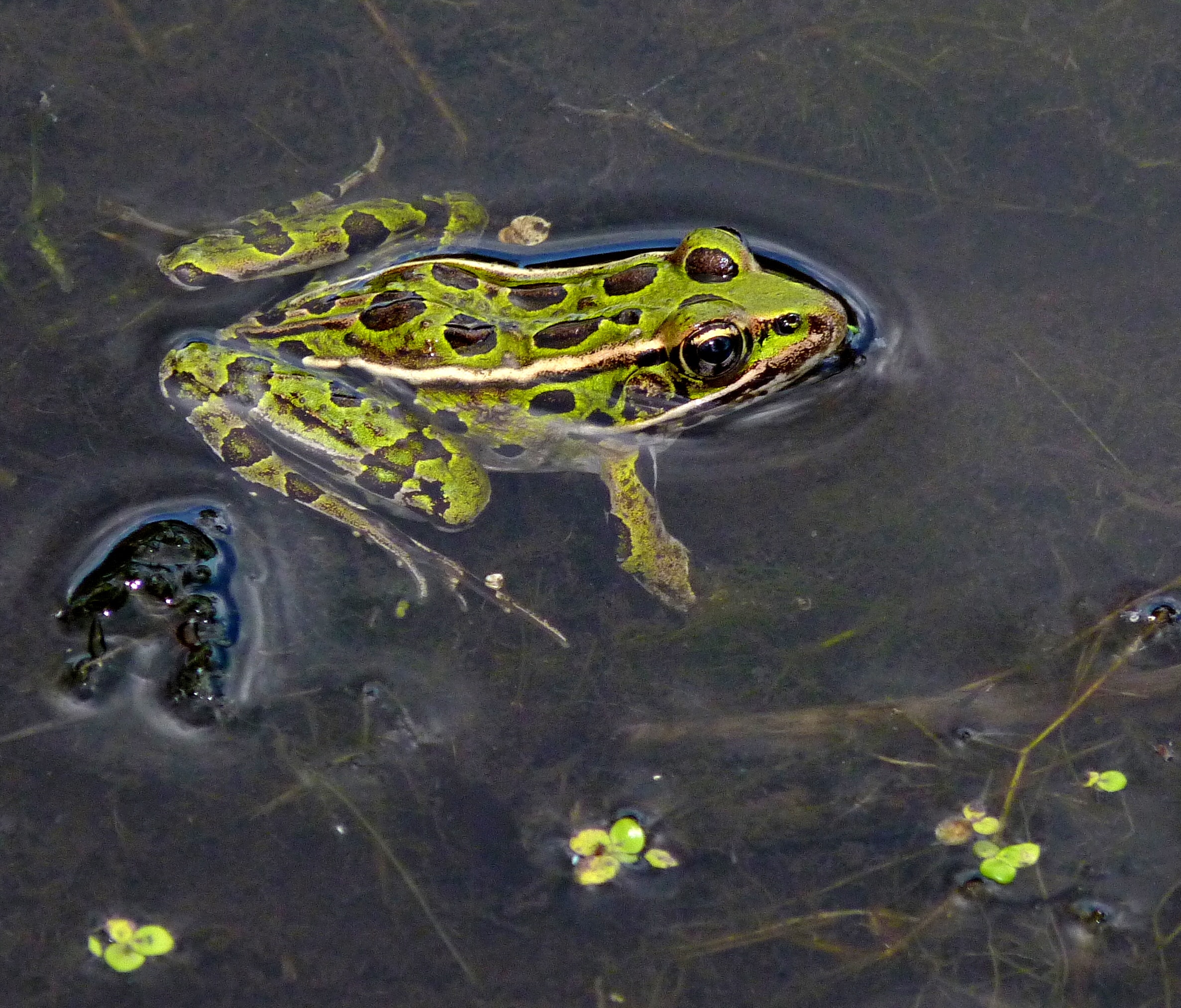 A northern leopard frog floats on shallow swamp waters