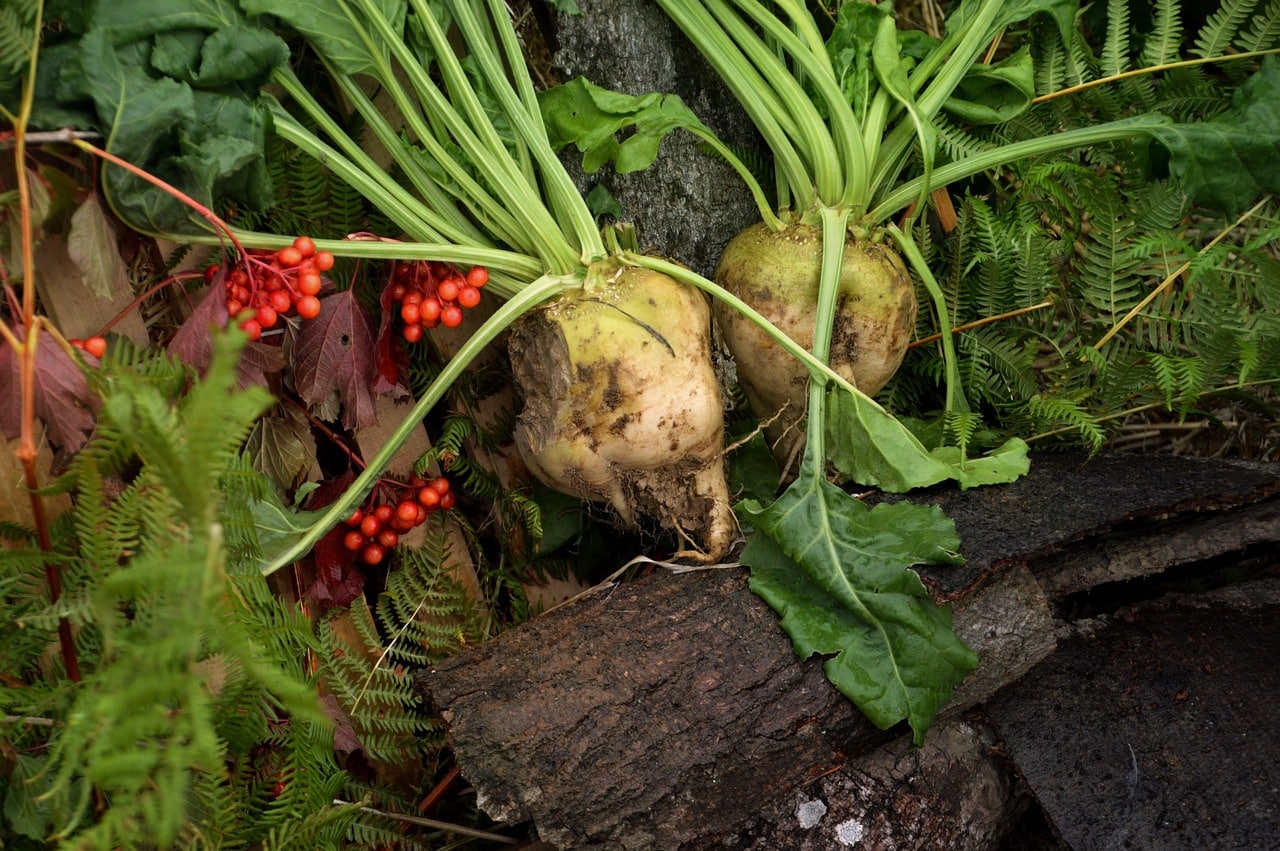 Dirty sugar beets sit on a pile of greenery