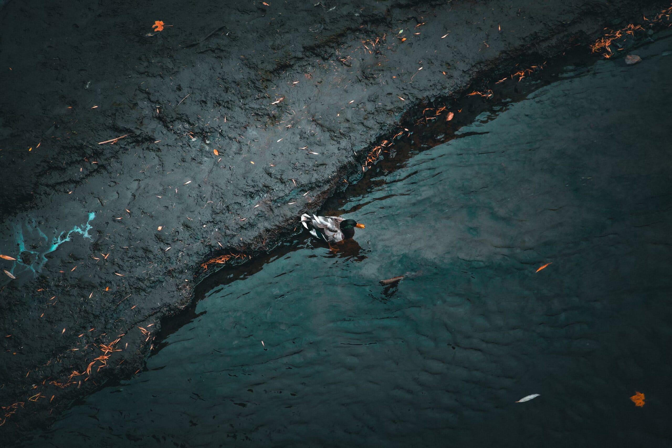 A duck enters black water following an oil spill in Quebec in 2022