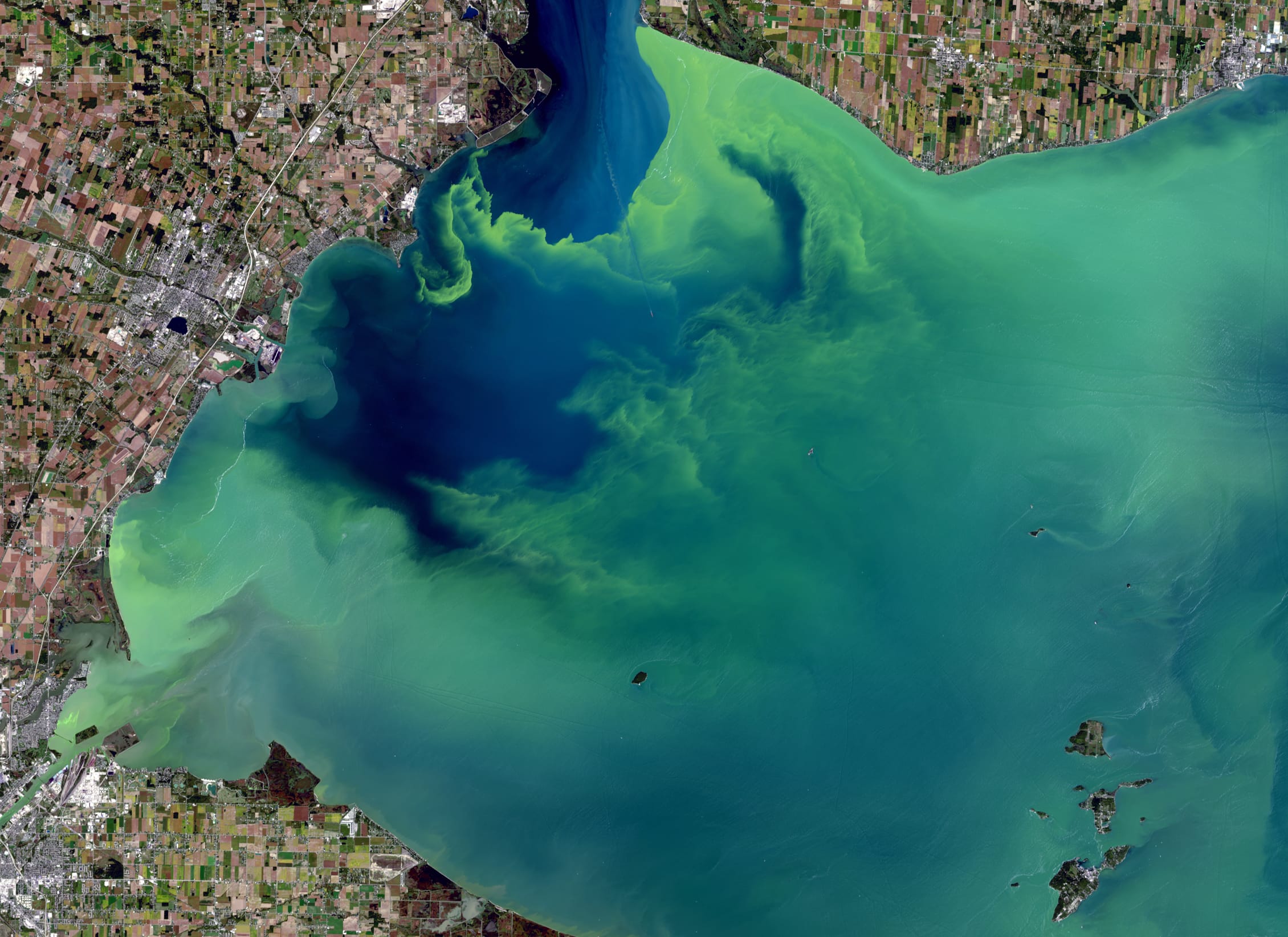 A Landsat image of the western half of Lake Erie shows thick bright green algal blooms throughout the waterbody