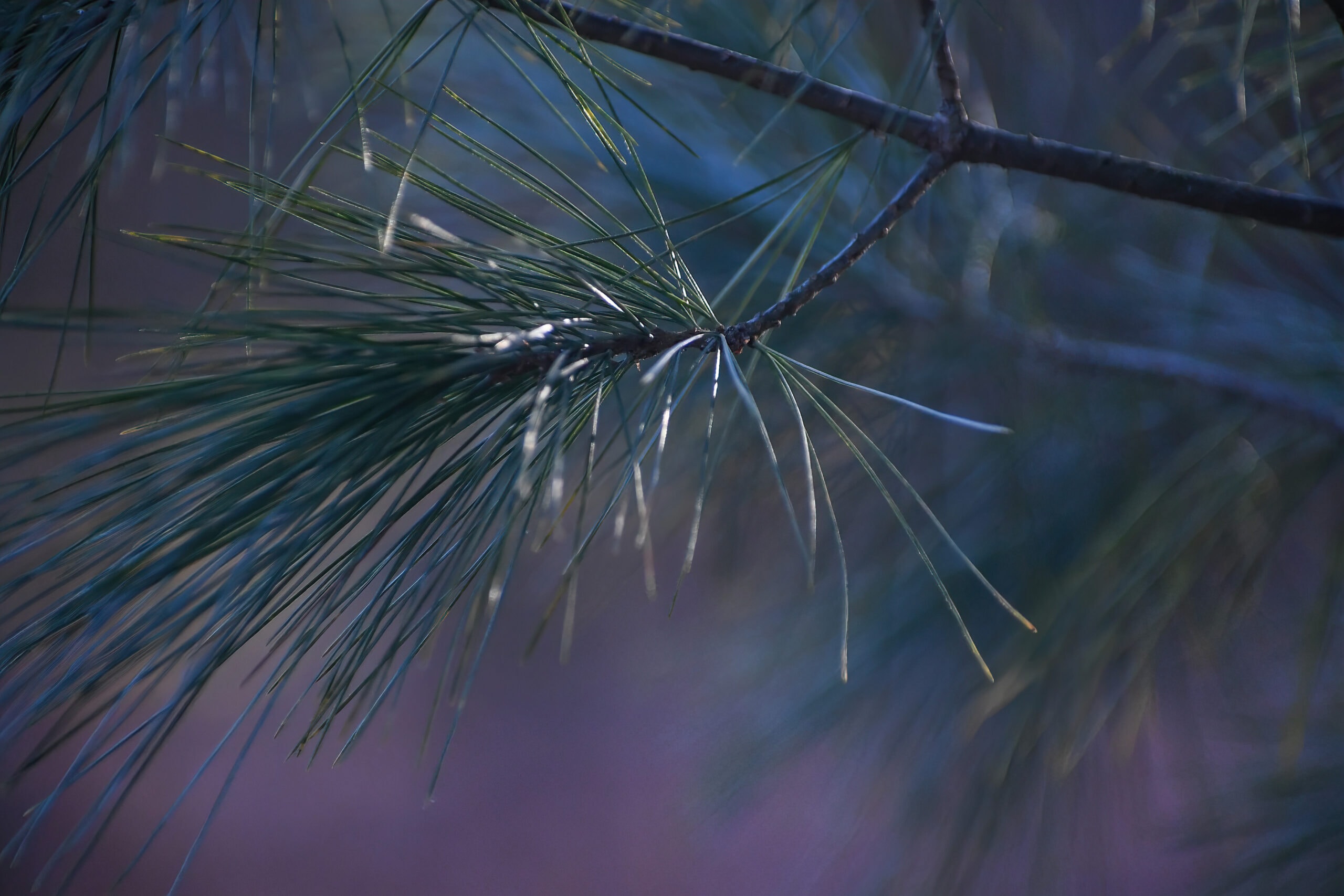 Close-up of a bundle of pine needles. The background glows a wintery purple