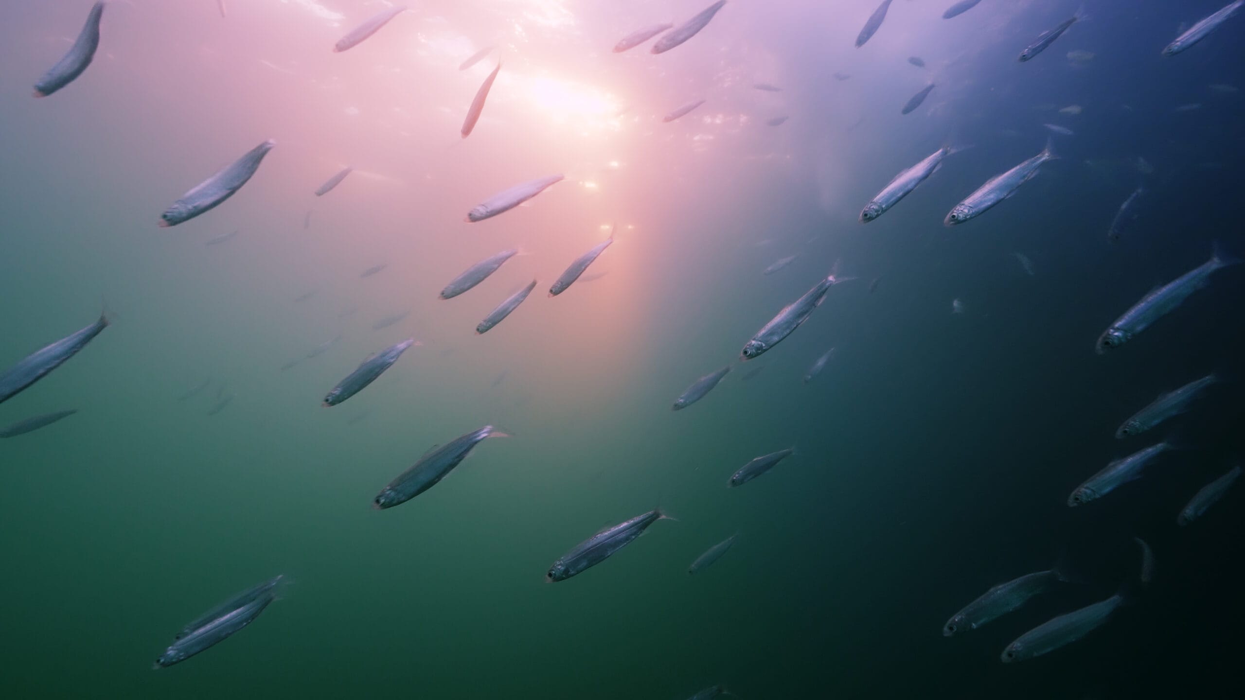 A school of fish swim down, away from the sunlight