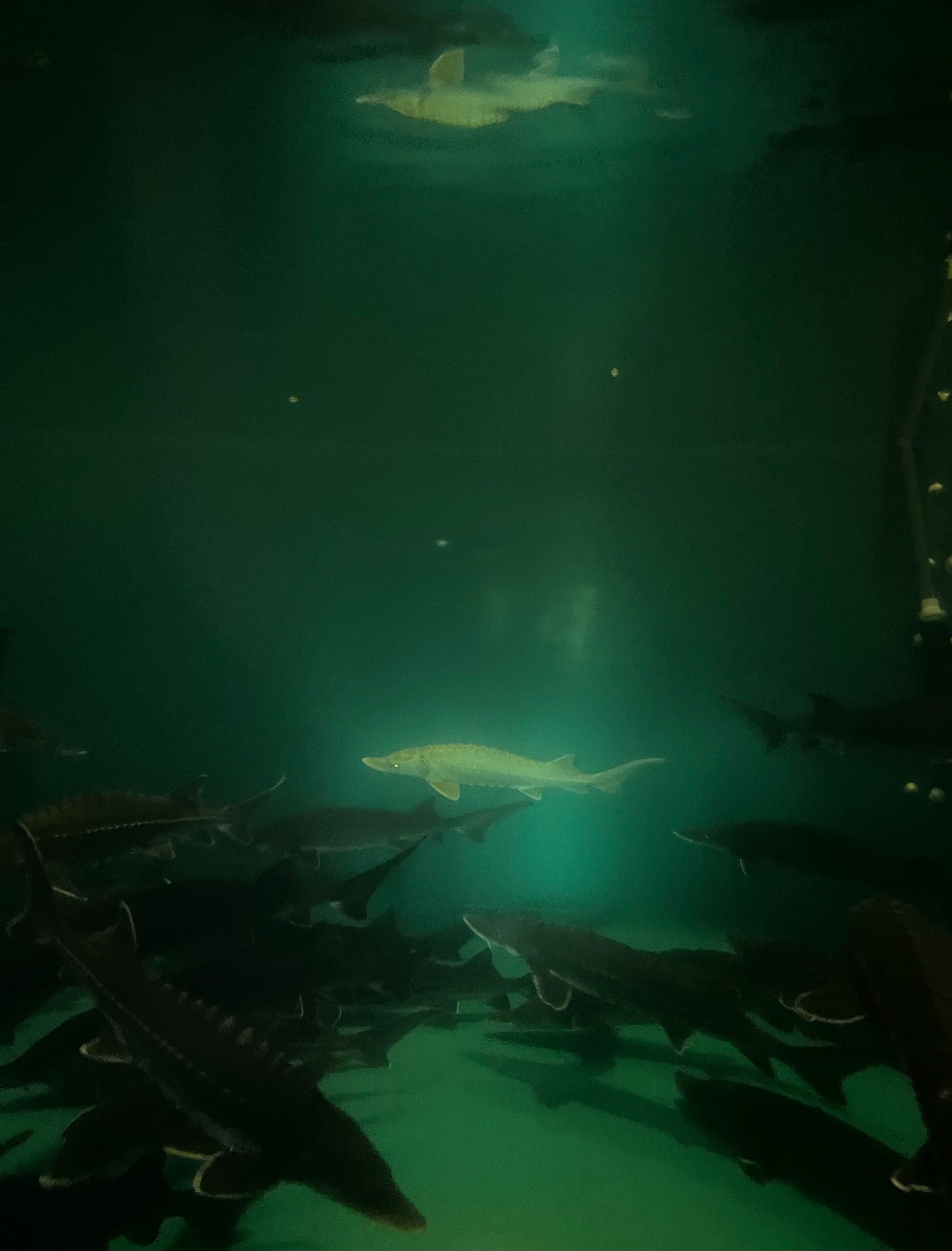 Many small sturgeon swim around a dark green tank with very little light filtering in